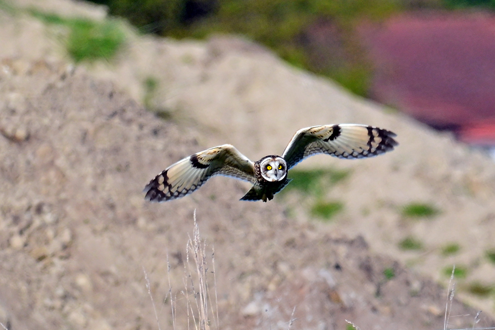 Short-eared Owl Short-eared Owl